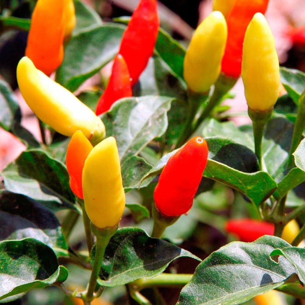 Pepper Plants Live for Planting, in 4" Pot, Hot Chili Pepper for Indoor and Outdoor Growing (Medium Hot Pepper)