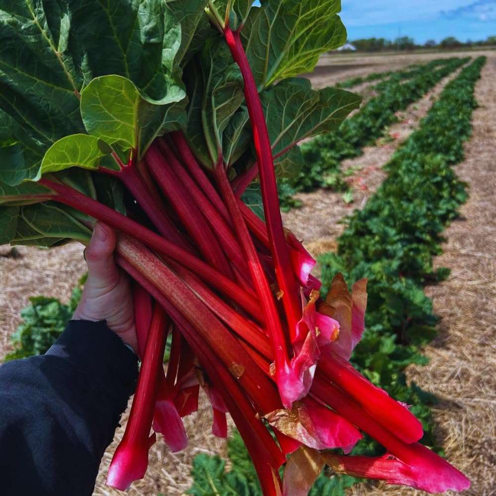 5 Red Rhubarb Roots Crown, Large Rhubarb Rhizomes, Hardy Perennial Vegetable Gardening
