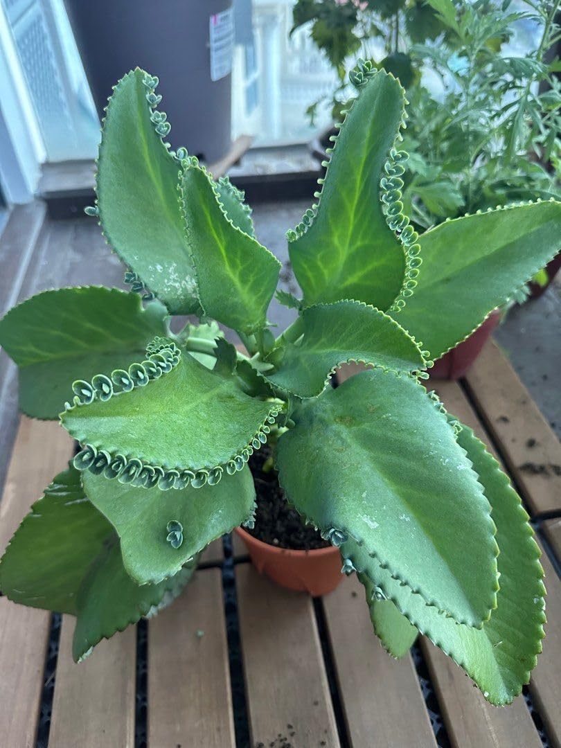 5 Seedling with Roots of Mexican Hat Plant, Kalanchoe, Mother of Thousands-Kalanchoe Daigremontiana-Mexican Hat Live Plant