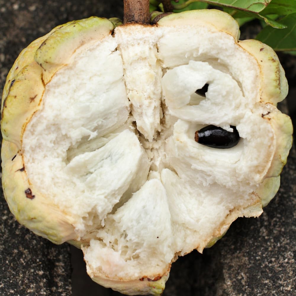 Green Sugar Apple Tree, Gallon Pot, 2-3 Ft Grafted Sugar Apple Tree Live Plant for Planting Outdoor Garden, Well Rooted, No Ship to CA