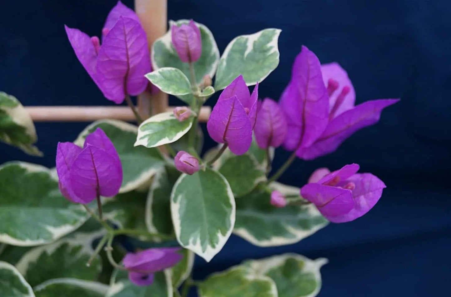 Generic Bougainvillea Live Plants - 2 (Two) Blueberry Ice Bougainvillea 4 to 6 Inches Starter Plants - Live Bougainvillea Plants - Live Flower Plants