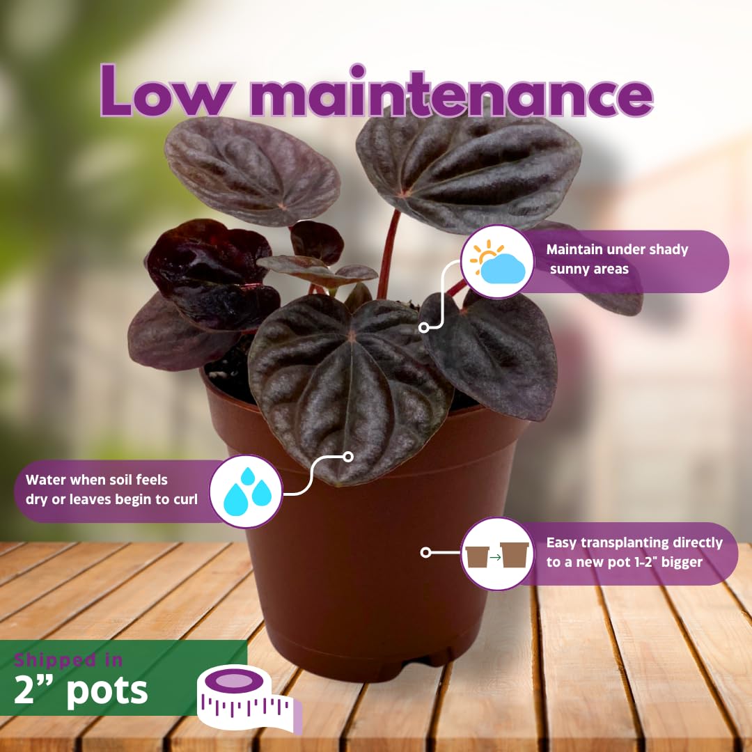 BubbleBlooms Peperomia Assortment Set of 3 in 2 inch pots