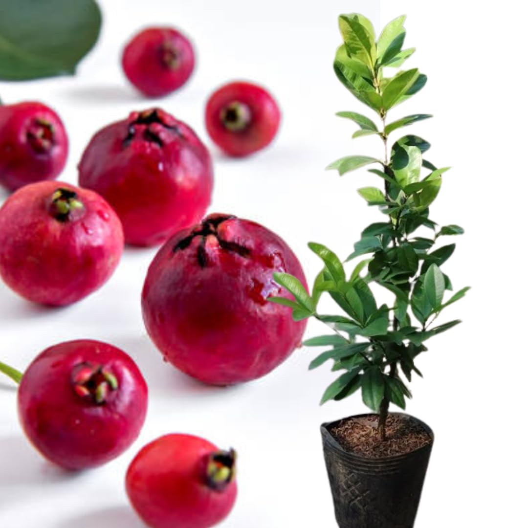 Fragrant Guava Tree Live Plant, Well Rooted 4"-10" in Tall, Tropical Fruit Guavas for Gardening, Zones 9-11 (Strawberry Cherry)