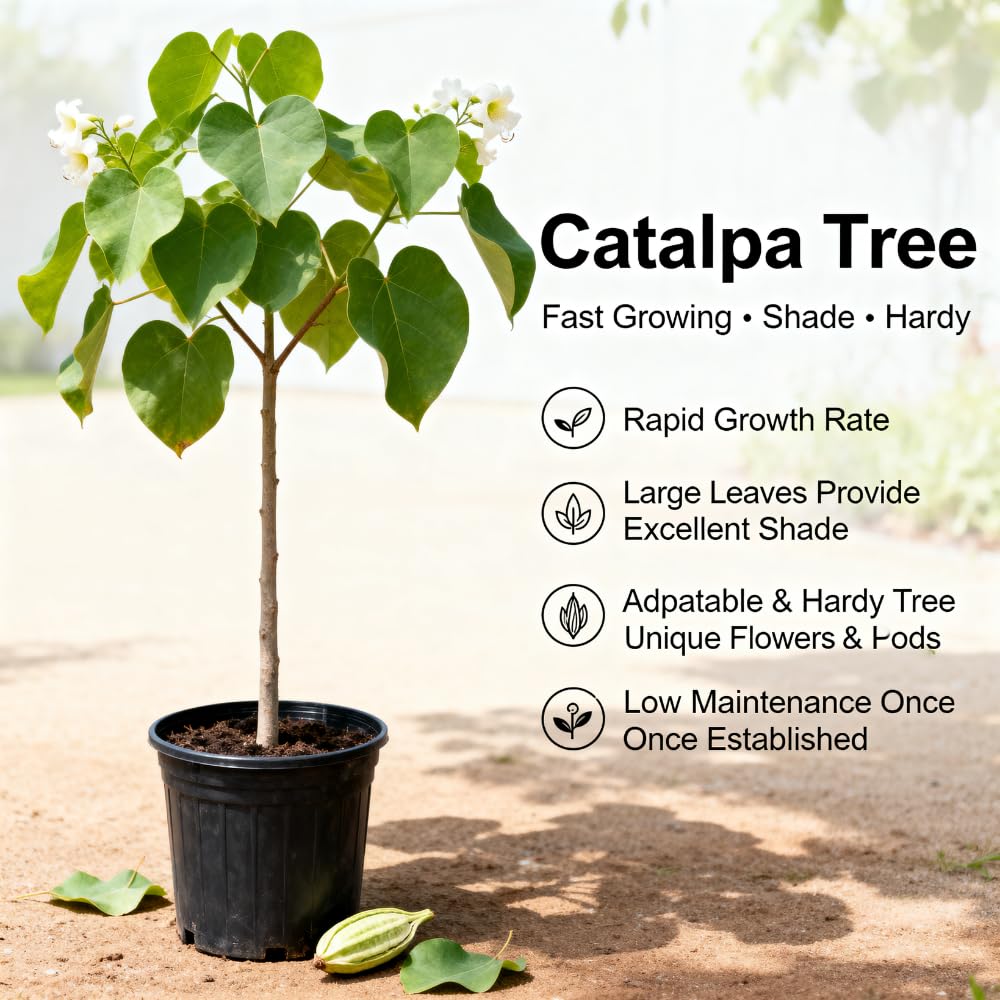 5 Catalpa Tree Plant Live – Catalpa Native Seedlings 1–2 Feet Tall | Easy to Grow Outdoor Trees for Backyard Shade & Wildlife Habitat | Dormant Plant