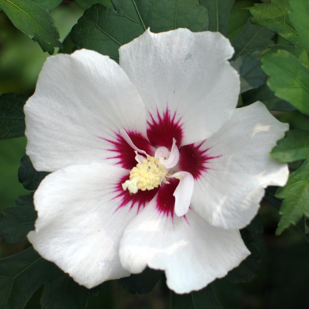 Rose of Sharon Plants Live, Full Rooted from 1.5 to 2.5 Feet Tall, Red White Althea Rose of Sharon Plant, Vibrant Flowers for Summer Color
