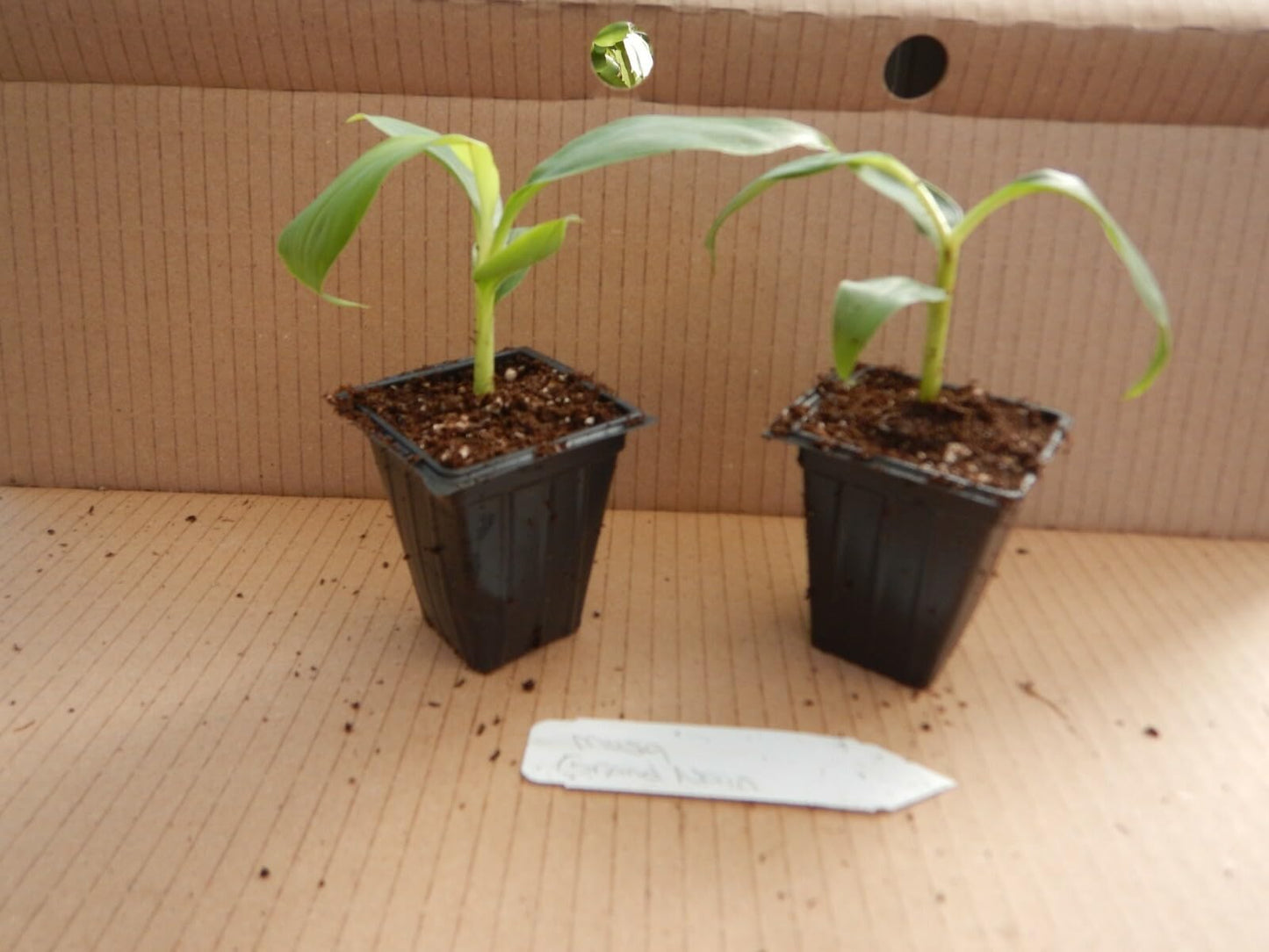 Live Plant - Gran Nain Banana Tree - Musa acuminata - Rooted Starter Plant - Popular Store Banana