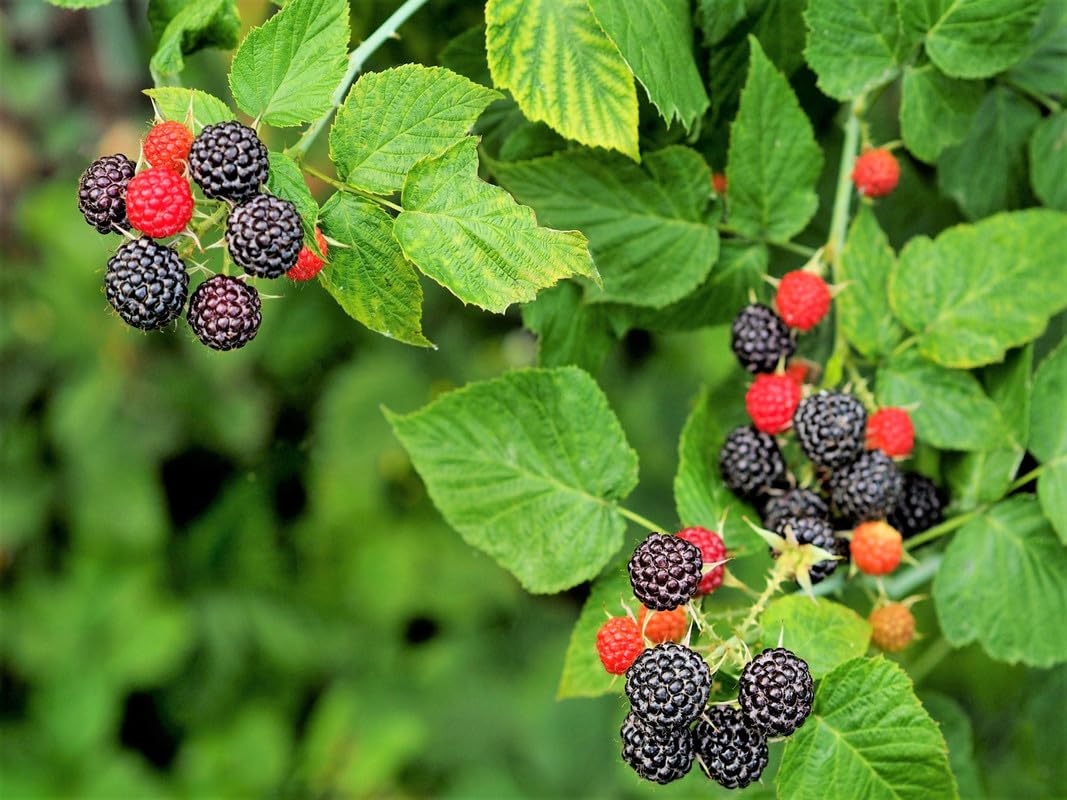 1 Black Raspberry Plant Live for Planting 6-12 Inches Tall, Everbearing Raspberry Plants Sweet Raspberry Fruits Starter Plant