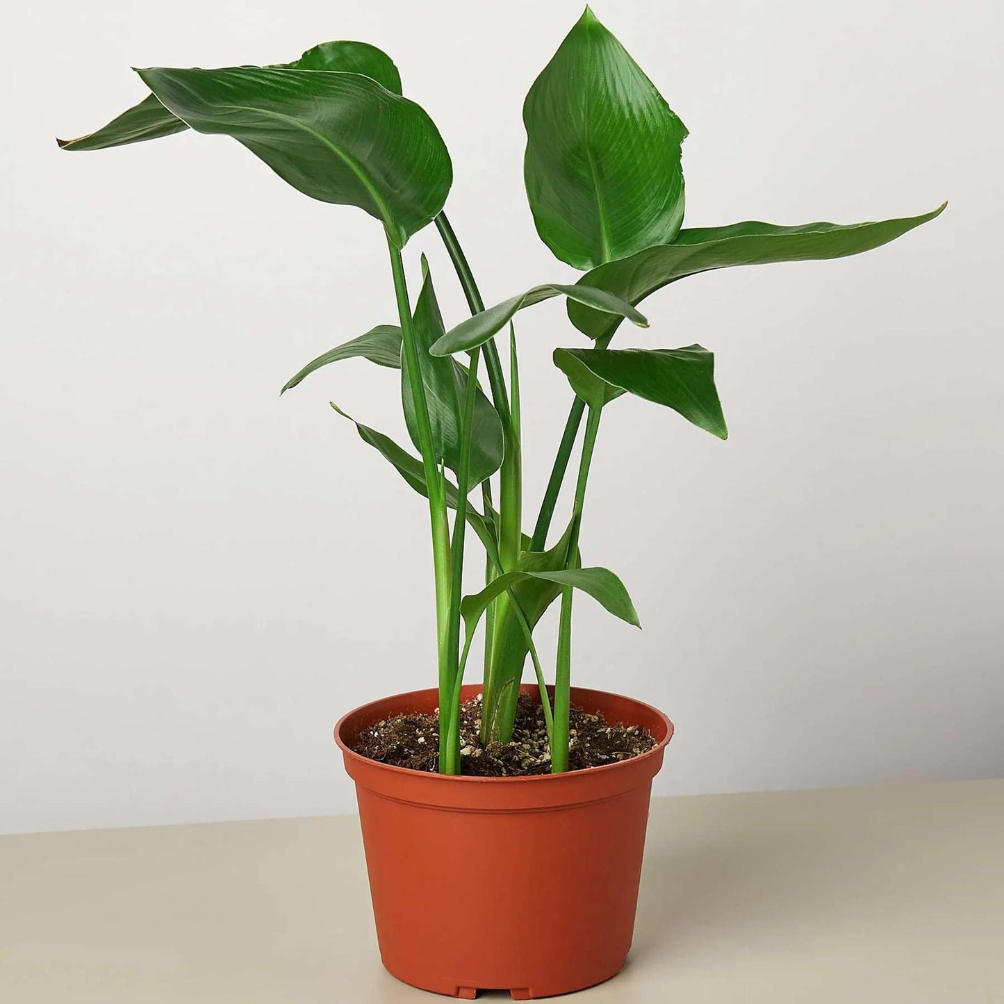 White Bird of Paradise Strelitzia Nicolai Live Plant for Indoor | Different Houseplants in 4'' & 6'' Pot | Real House Plant for Living Room, Office & Desk | Strelitzia Nicolai