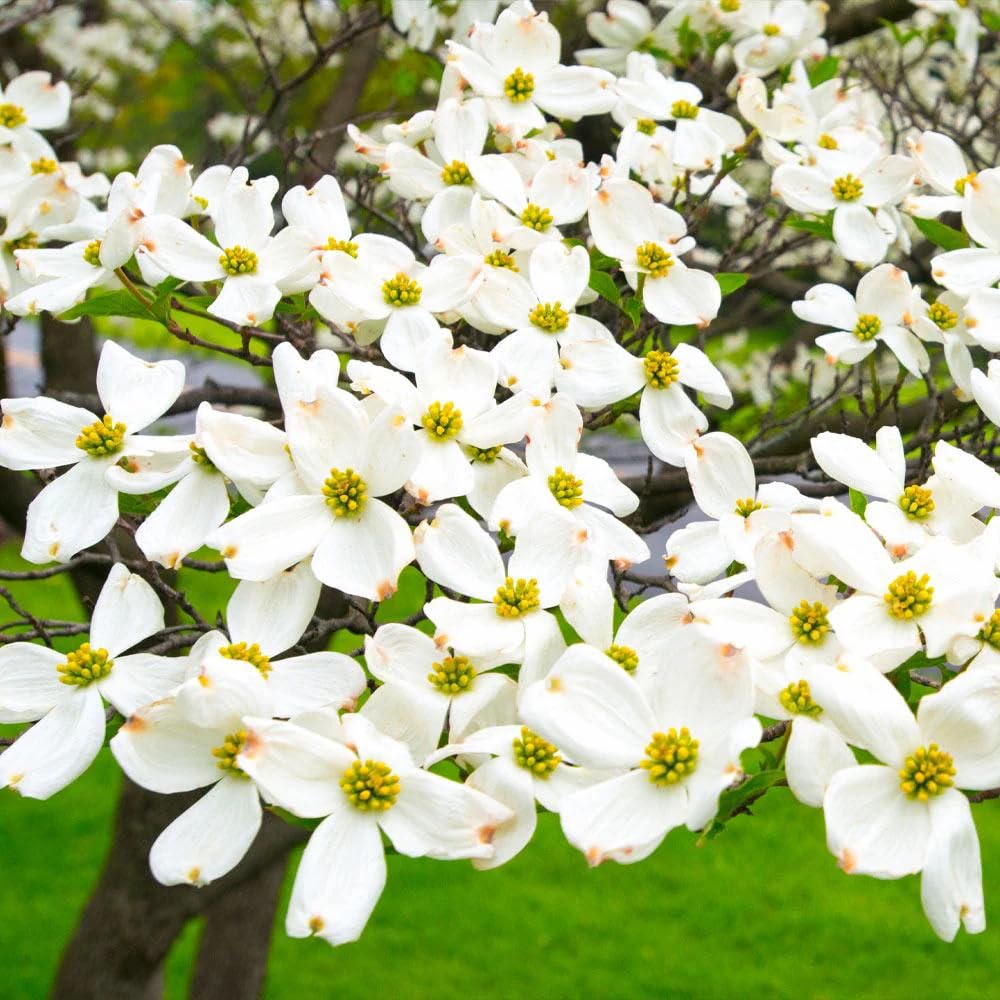 White Dogwood Tree Live Plant, 8-14 Inc Height, in Quart Pot, Flowering Ornamental Tree for Planting Home Garden