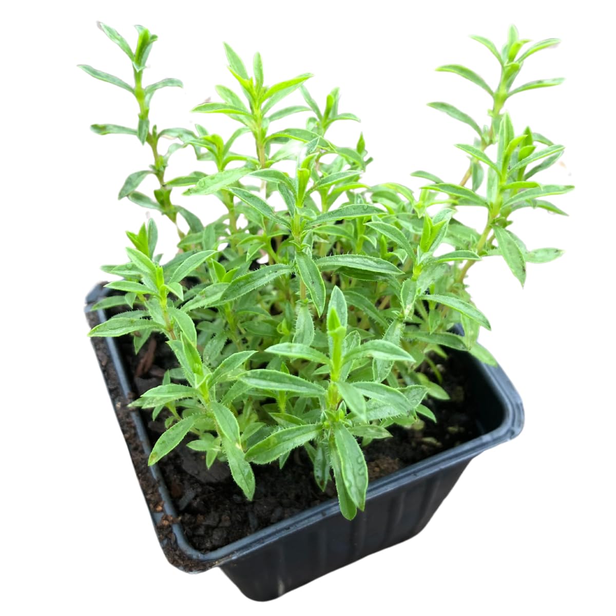Smoke Camp Crafts Organic Winter Savory Plant in 2.5-inch Pot, Live Perennial Herb