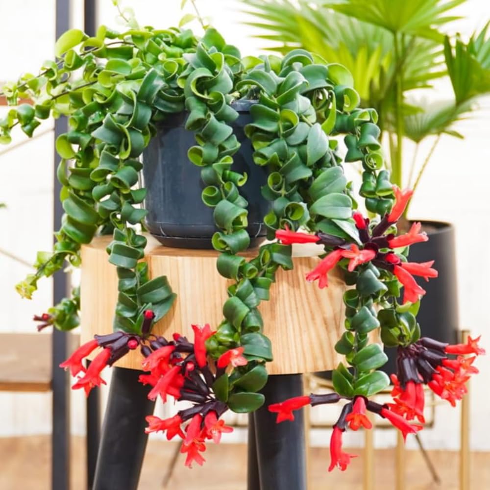 Trailing Curly Lipstick Plant Live, 8-10'' Long, Aeschynanthus Lipstick Live Plant in 3.5'' Pot, Rare Houseplant, Live Indoor Plant, Twisted Lipstick