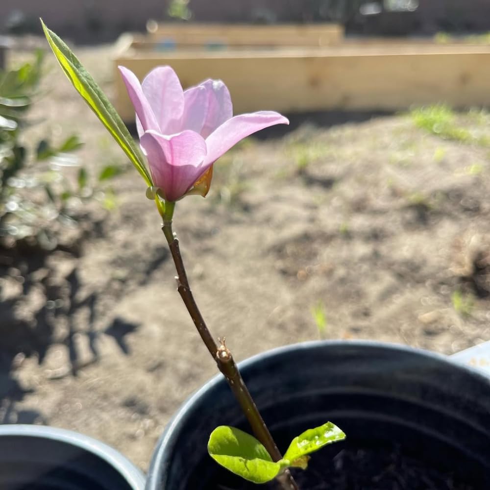 Magnolia Trees Live Plants, Jane Magnolia Tree, Pink Blooms, Well Rooted in 3 Gallon Pot, 3 Feet Tall, Fragrant Pink Flowers for Patio and Garden, No Ship to CA