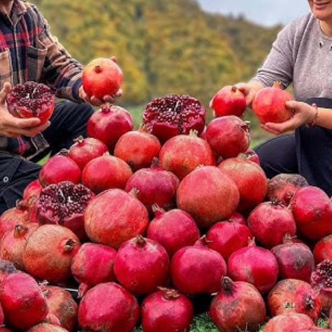 3 Pomegranate Trees Live Plants Cold Hardy, Large Sweet Fruit Pomegranates Plants Well-Rooted, 5-9 Inches Tall, No Pot