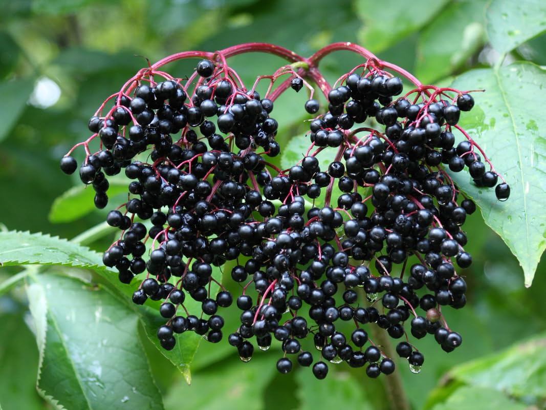 Pack 3 American Elderberry Trees Live Plants for Planting, Sambucus Canadensis Black Elderberry Bush Live Plants, Elderberry Plants Live 6-12 Inch Tall, Sweet Elderberries Fruit Trees, Bareroots