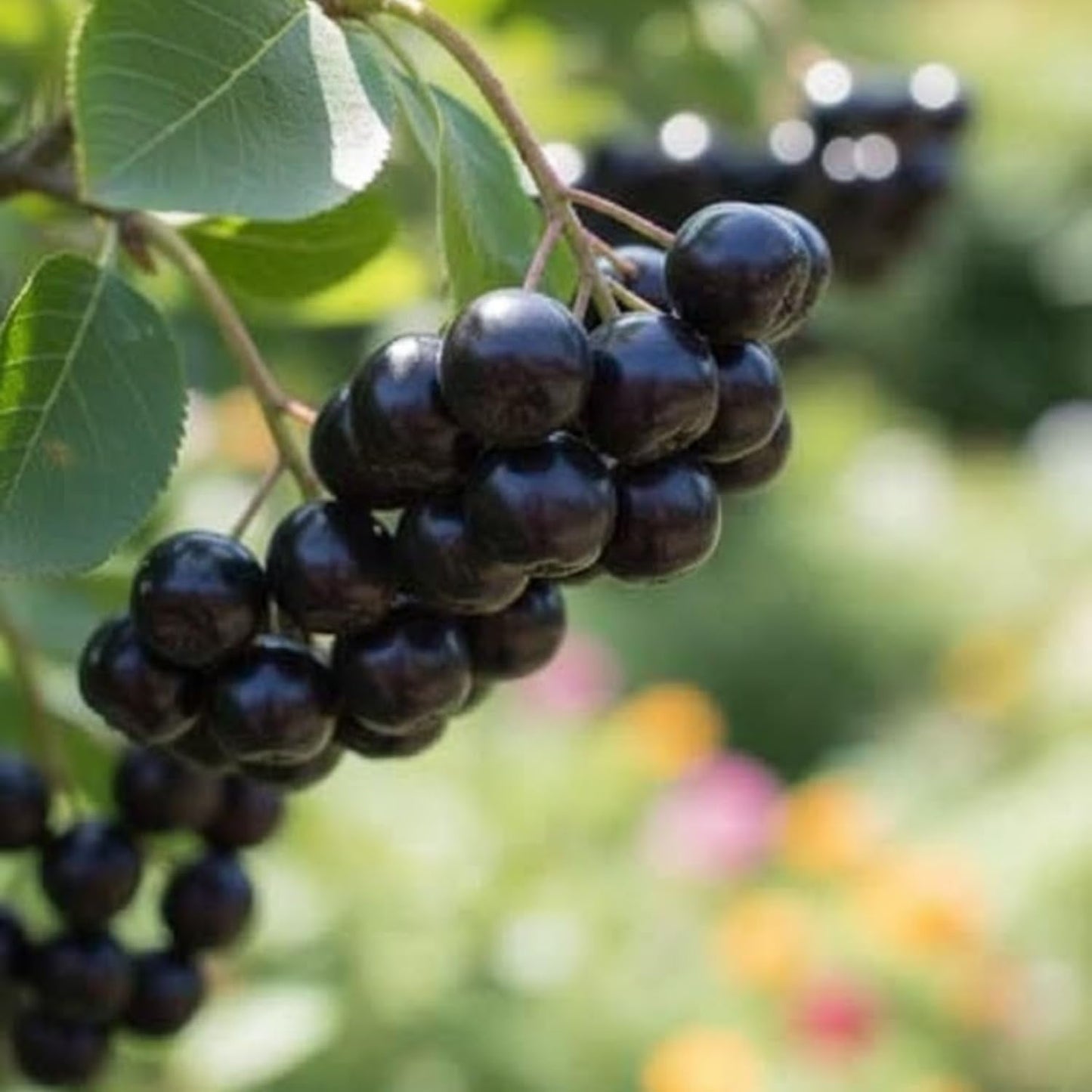 Chokeberry Tree Live Plant, Black Aronia Berries Tree 1.5-2 Feet Tall, Hardy Edible Berry Fruit Plant for Planting Outdoor