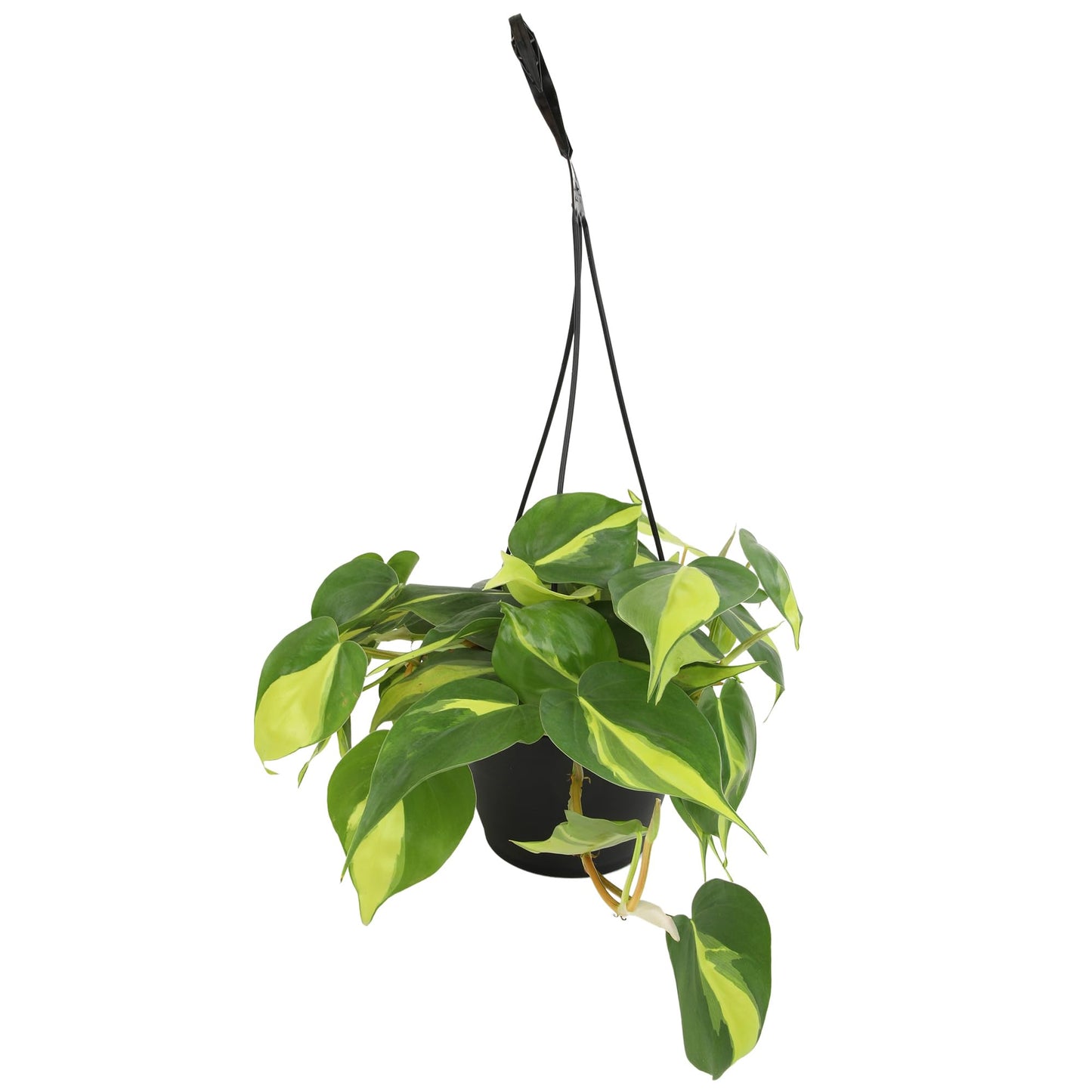 Brasil' Philodendron Plant Hanging Basket, 6" Pot, Live Philodendron Air Purifying Plants Indoor House Plants, Heart Leaf Philodendron Hanger Decor, Easy Care Real Plants by Plants for Pets