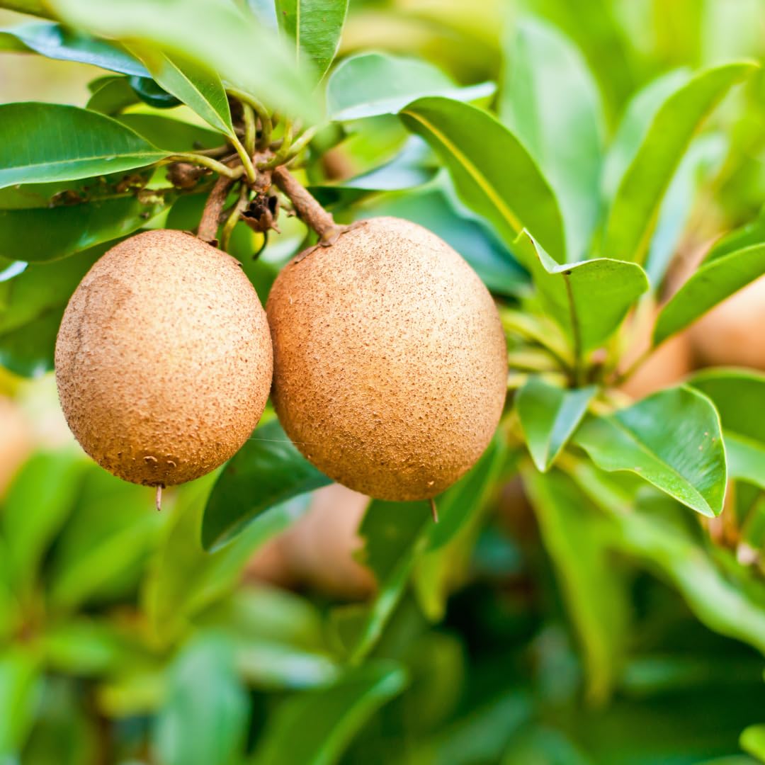 Sapodilla Tree Live Plant, Sweet Tropical Fruit Tree, 2–3 Feet Tall in 3 Gallon Pot, Ready for Outdoor Planting, No Ship to CA