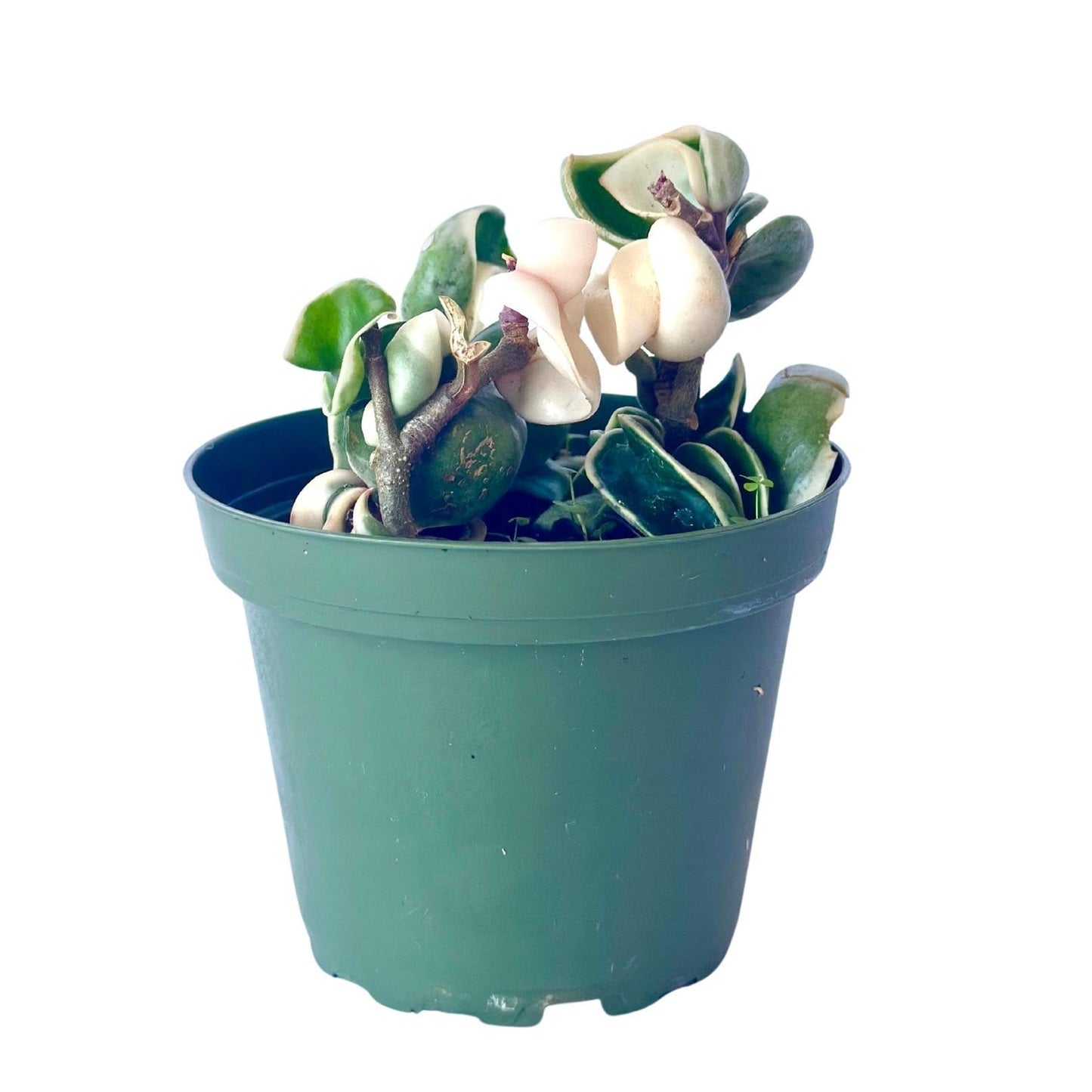 Live Plant Hoya Compacta Hindu Rope Variegated – 4” – Unique Trailing Houseplant with Twisted, Cream-Edged Foliage – Easy Care Indoor Plant (Heat Pack Included)