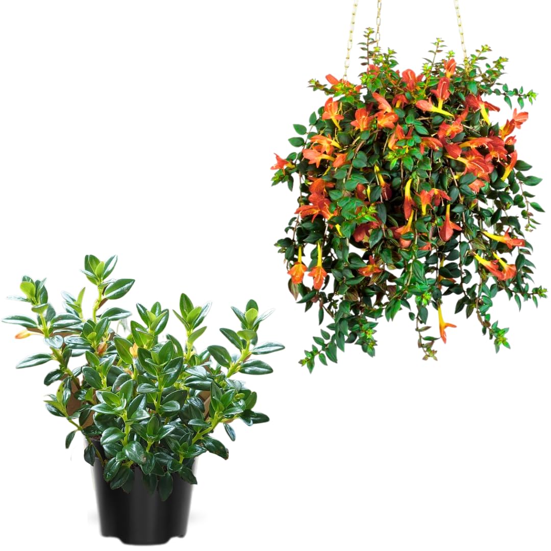 Trailing Goldfish Plant Live Potted 4 Inc, Tropical Goldfish Plant for Hanging Basket, Houseplant Indoor Live Plant