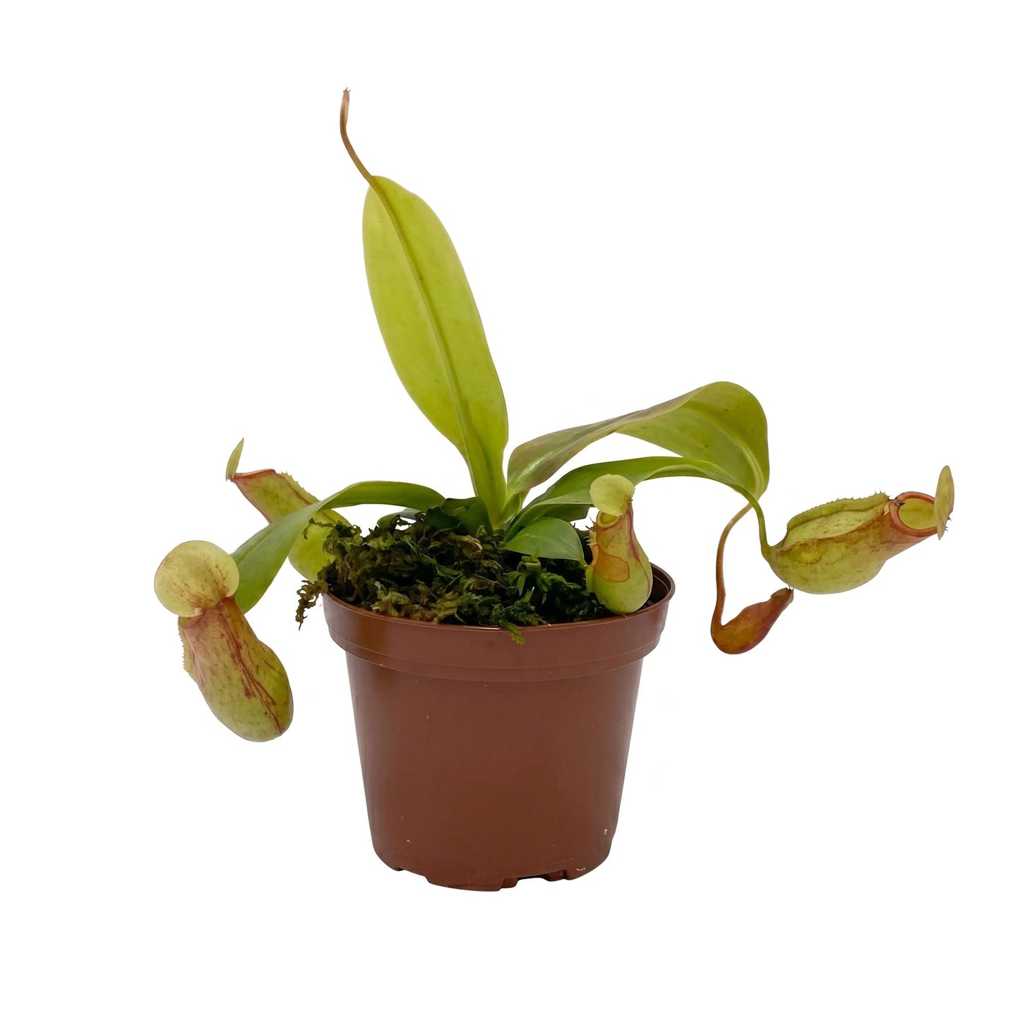 Live Nepenthes 'St Gaya' Carniverous Plant - 'St Gaya Tropical Pitcher Plant' - ragnaroc Carniverous Tropical Plant in 4" Growers Pot - 1ct - Live Arrival Guaranteed - House Plants for Décor & Gift