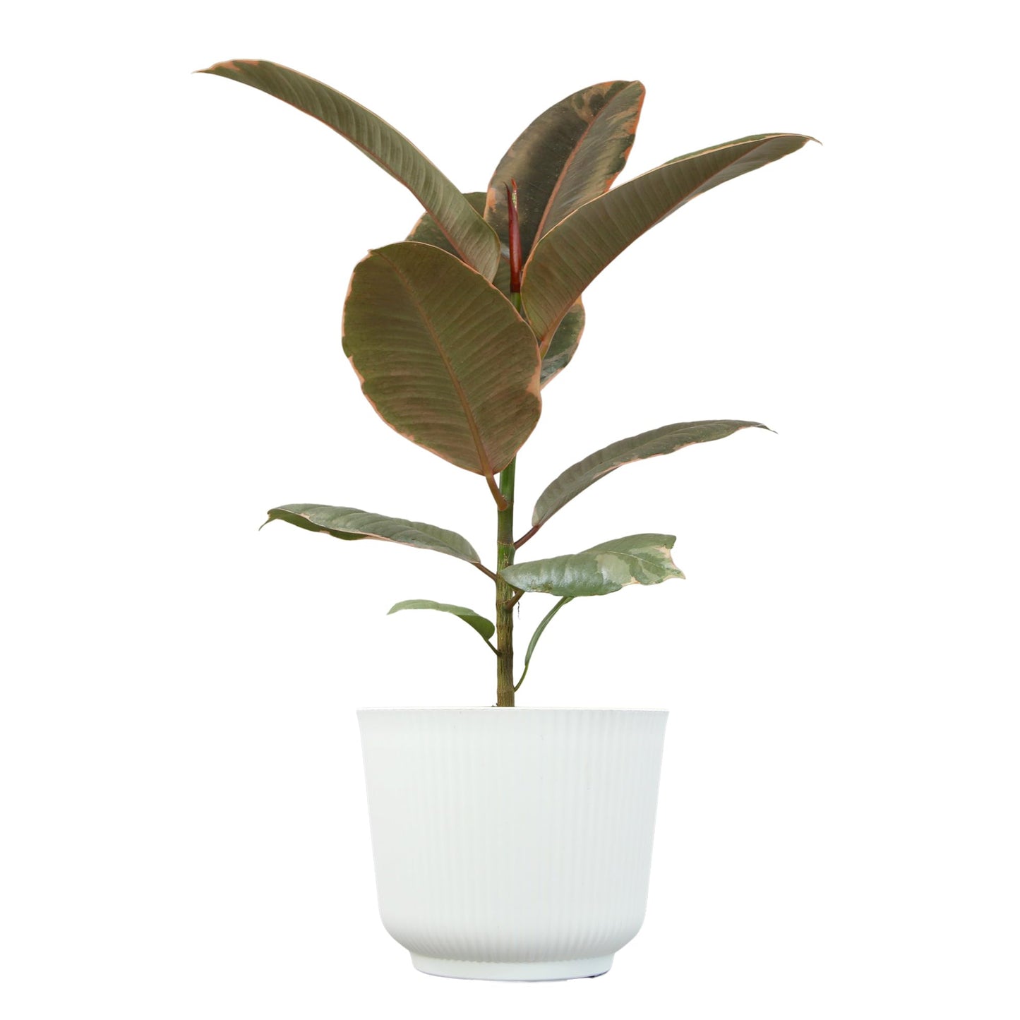 Altman Plants 'Ruby' Live Ficus Tree in 6 Inch White Plastic Plant Pot, Easy Plant Gift, Desk Plant & Office Plant, Variegated Rubber Plant Live Indoor Plant Decor in Indoor Plant Potting Soil Mix