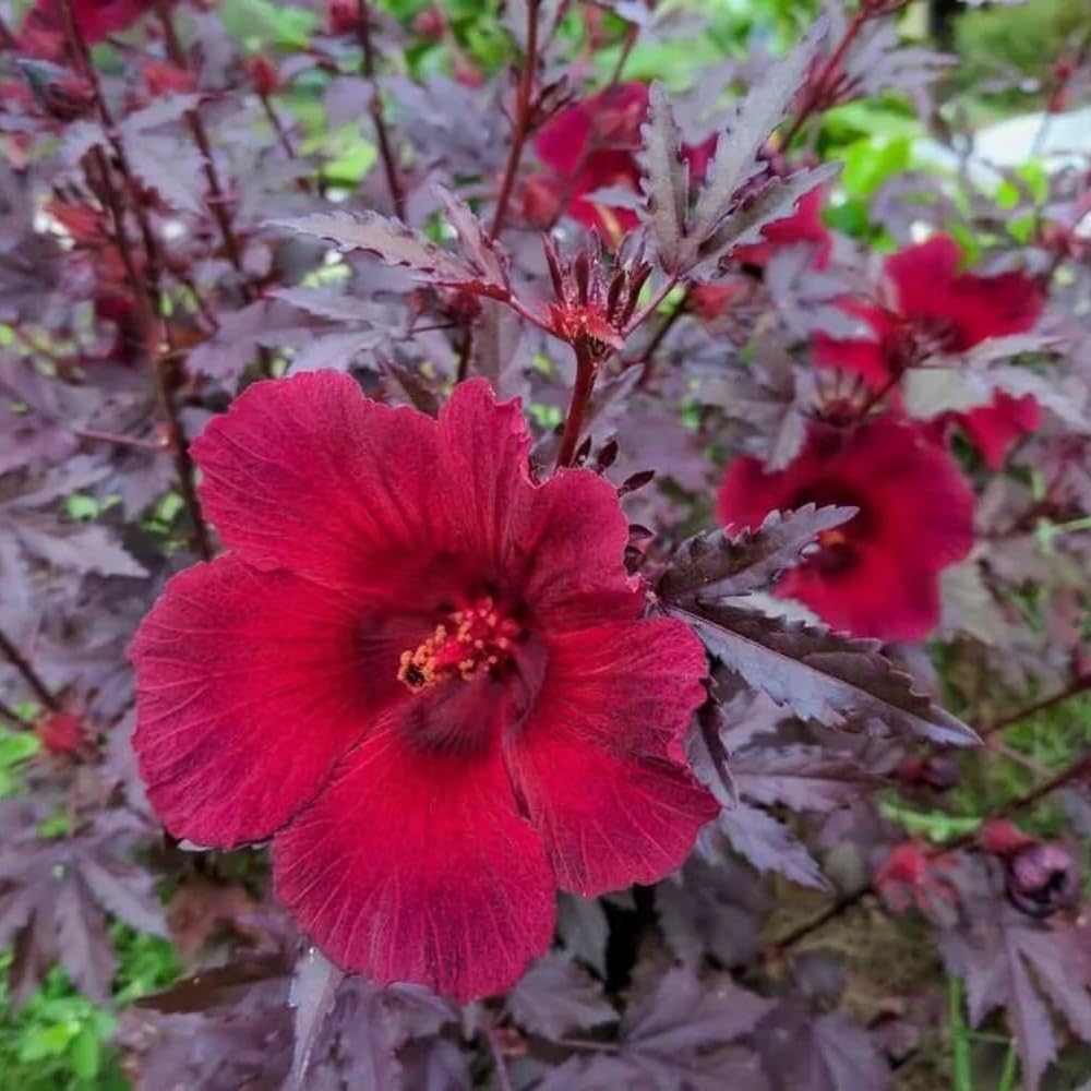 2 Hardy Hibiscus Plants Live, Cranberry Hibiscus Flowers Plants, 4 to 7 Inches in Height