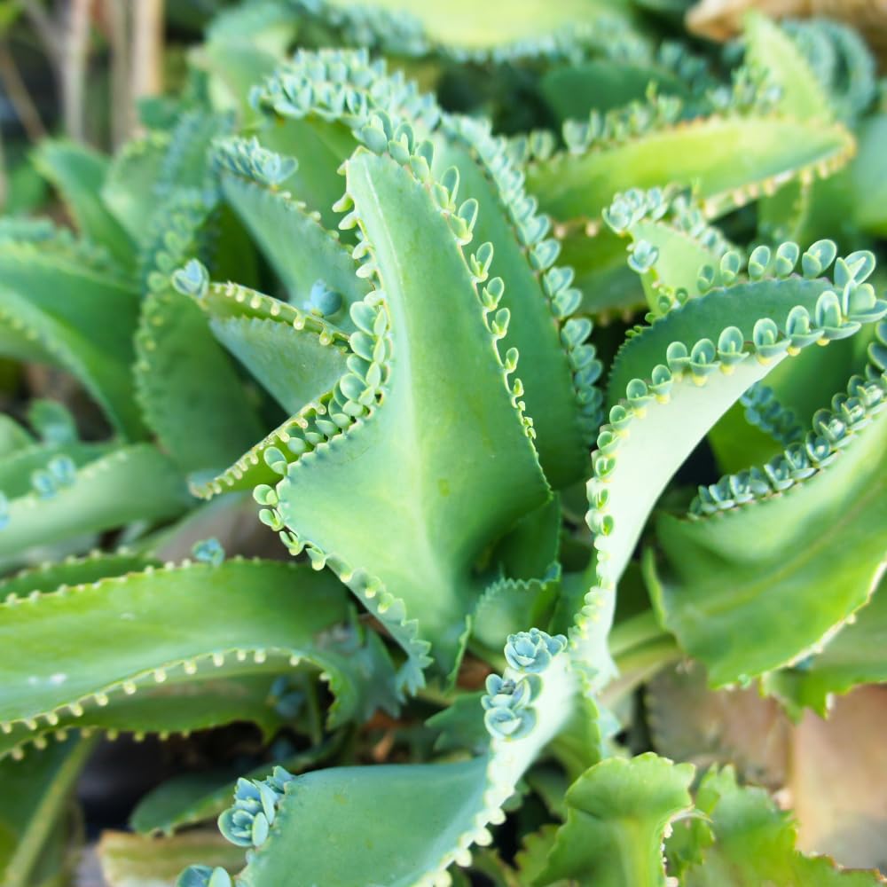Kalanchoe Mother of Thousands Plant Live, Rare Kalanchoe Succulent Flowering Home Garden, in 2" Pot