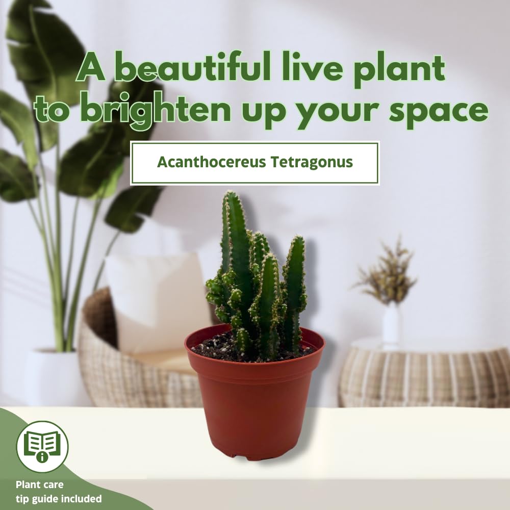 Fairy Castle Cactus, Acanthocereus Tetragonus, Night-Blooming Cereus, Triangle Cactus, 4 inch Pot