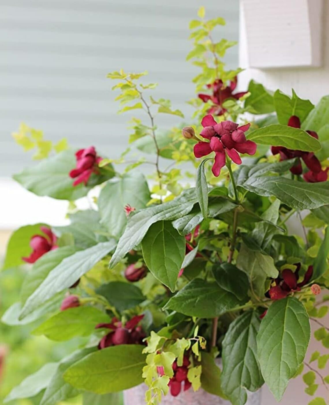 Live Plant - 2 Carolina Allspice/Sweet Shrubs - 6-18" Plants - Qt Pots - Calycanthus floridus