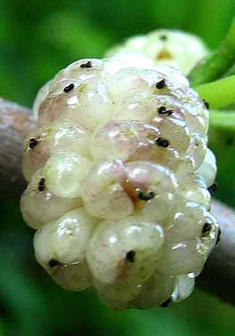 18-24" Tall White Mulberry (Morus alba) Plant, Russian, 2 Year Old, no Leaves
