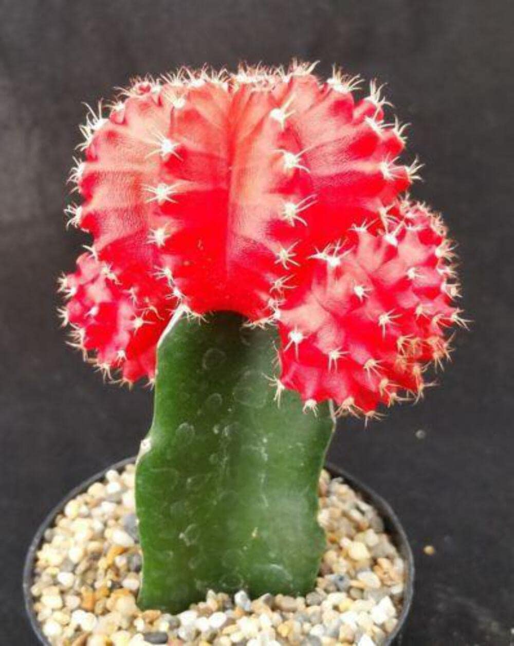 Red Grafted Moon Cactus - Gymnocalycium mihanovichii Hibotan Cacti Cactus Succulent Real Live Plant