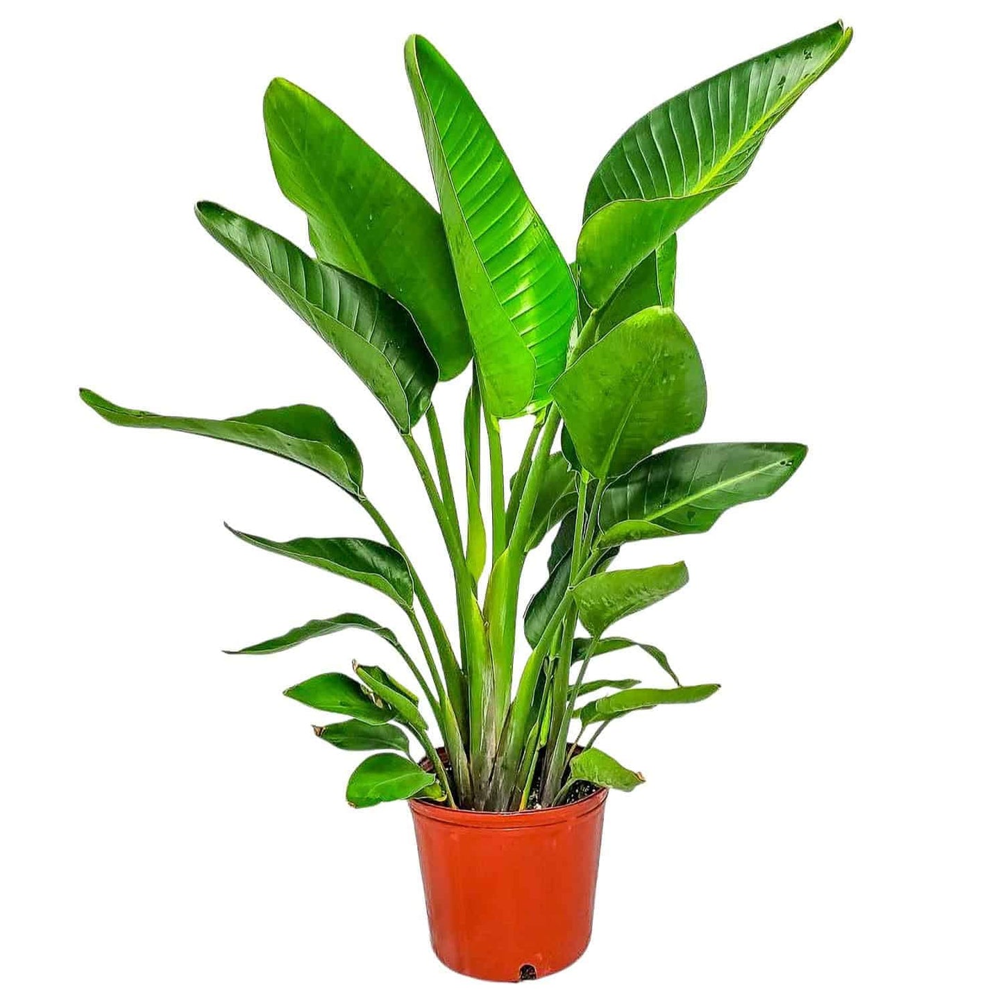 White Bird of Paradise Plant - Live Tropical Foliage Plant - Overall Height 30" to 36" - Tropical Plants of Florida (Plant + Fertilizer)