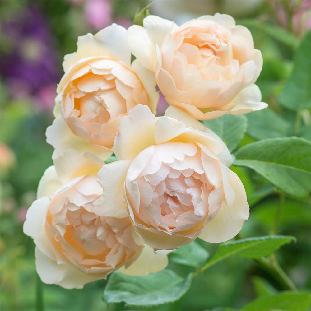 Heirloom Roses Rose Plant - Wollerton Old Hall Apricot Rose Bush, David Austin Live Plant for Planting Outdoors