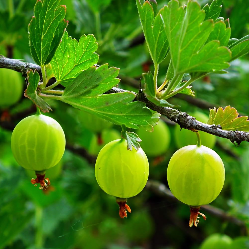 Green Gooseberry Plant Live for Planting, 5 to 9 Inc Long, Sweet Gooseberry Bushes Live Plant Growing