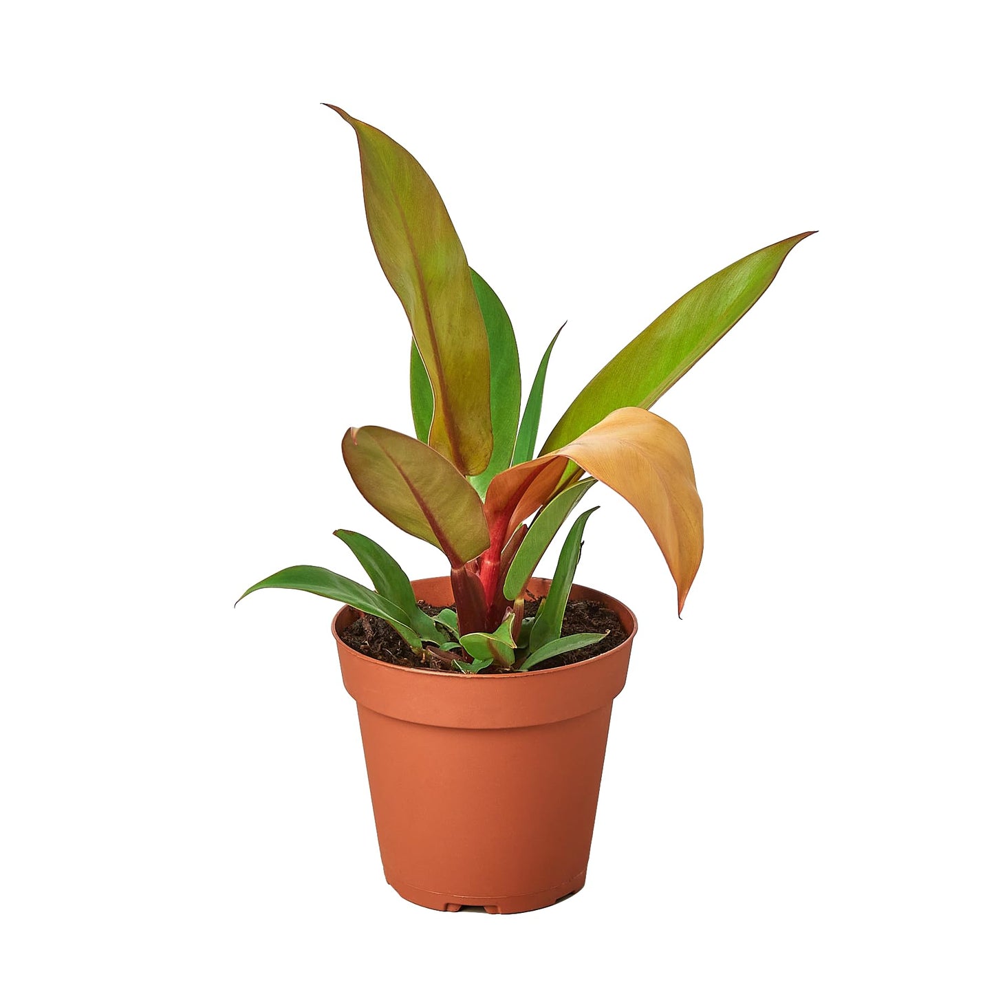 Philodendron 'Prince of Orange' | Live Plant for Indoor & Outdoor | for Living Room, Office, Bathroom | (4" Pot)