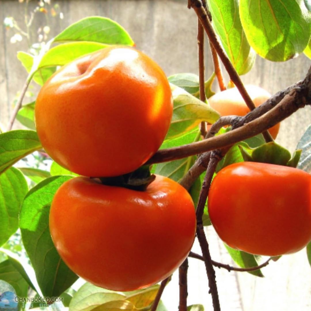 Very Hardy Persimmon Tree Live Plant, Cold Hardy and Sweet American Persimmon, 1 Year Old 6-12" Plant