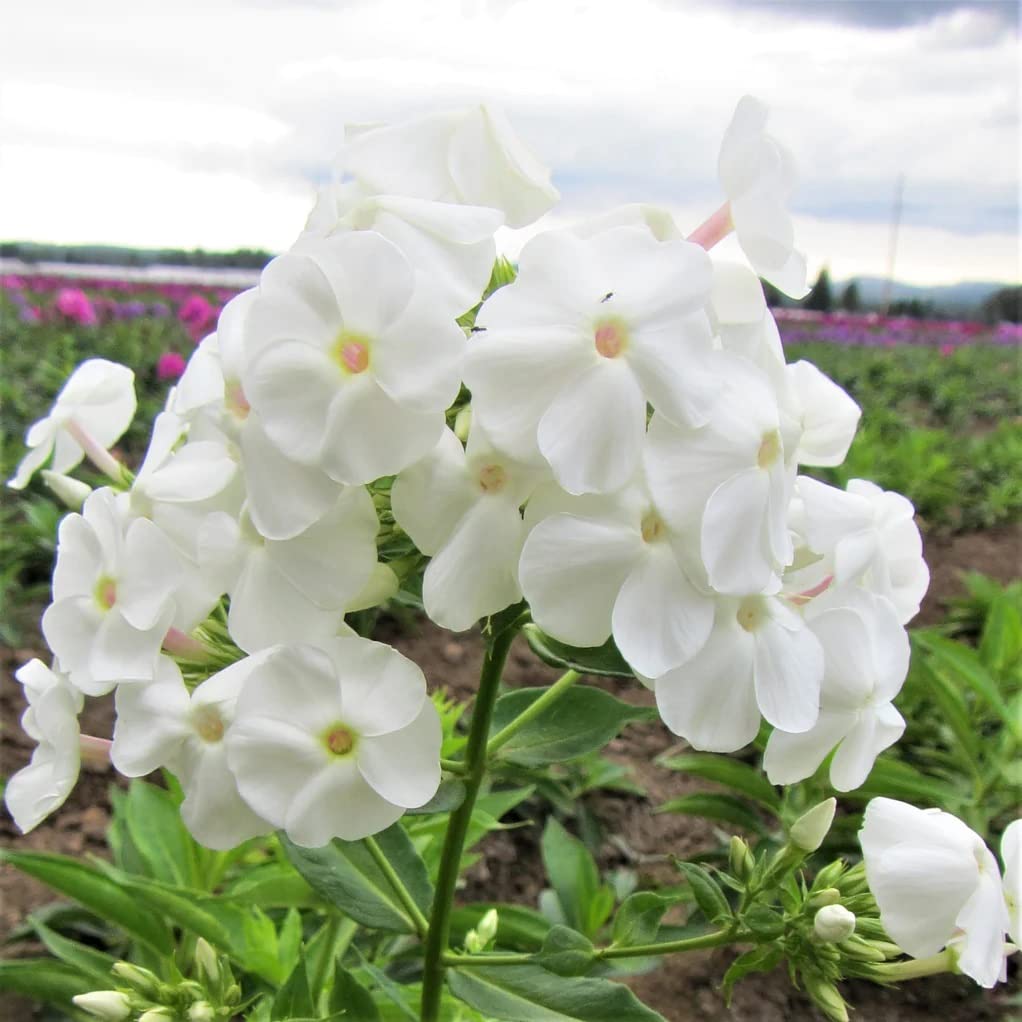 Votaniki David Phlox Bare Root Start - Perennial, Fragrant Blooms, Paniculata David Phlox Bare Root for Planting - Perfect for Borders, Garden Beds, and Containers (1 Pack)