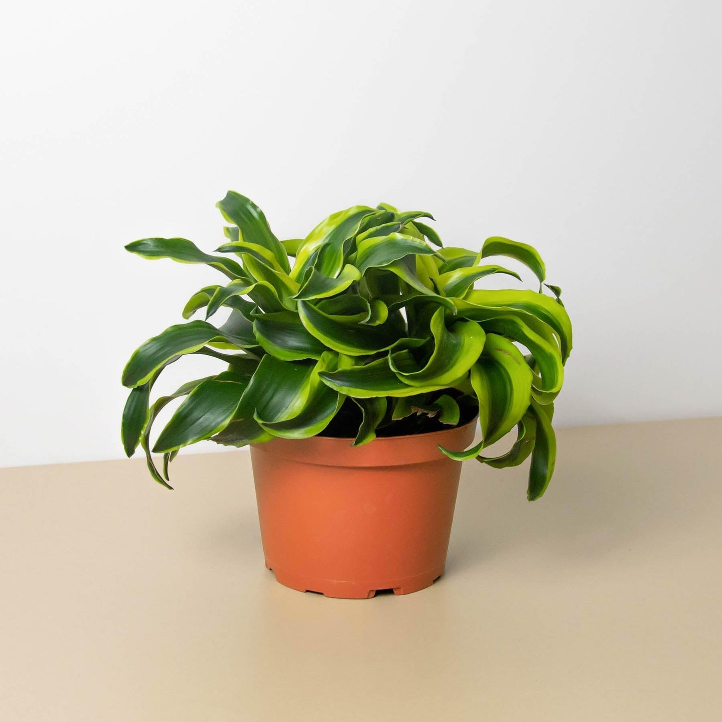 Dracaena 'Tornado' | Live Plant for Indoor & Outdoor | for Living Room, Office, Bathroom | (6" Pot)