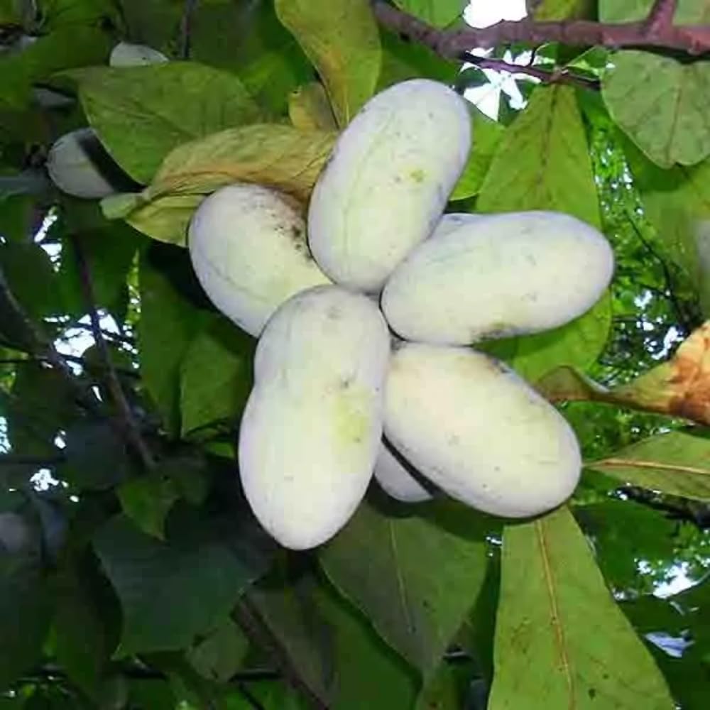 1 Year Old Pawpaw Tree Live Plant Established Root, 7 to 12" Paw Paw Banana Tree Plant Live Pawpaw