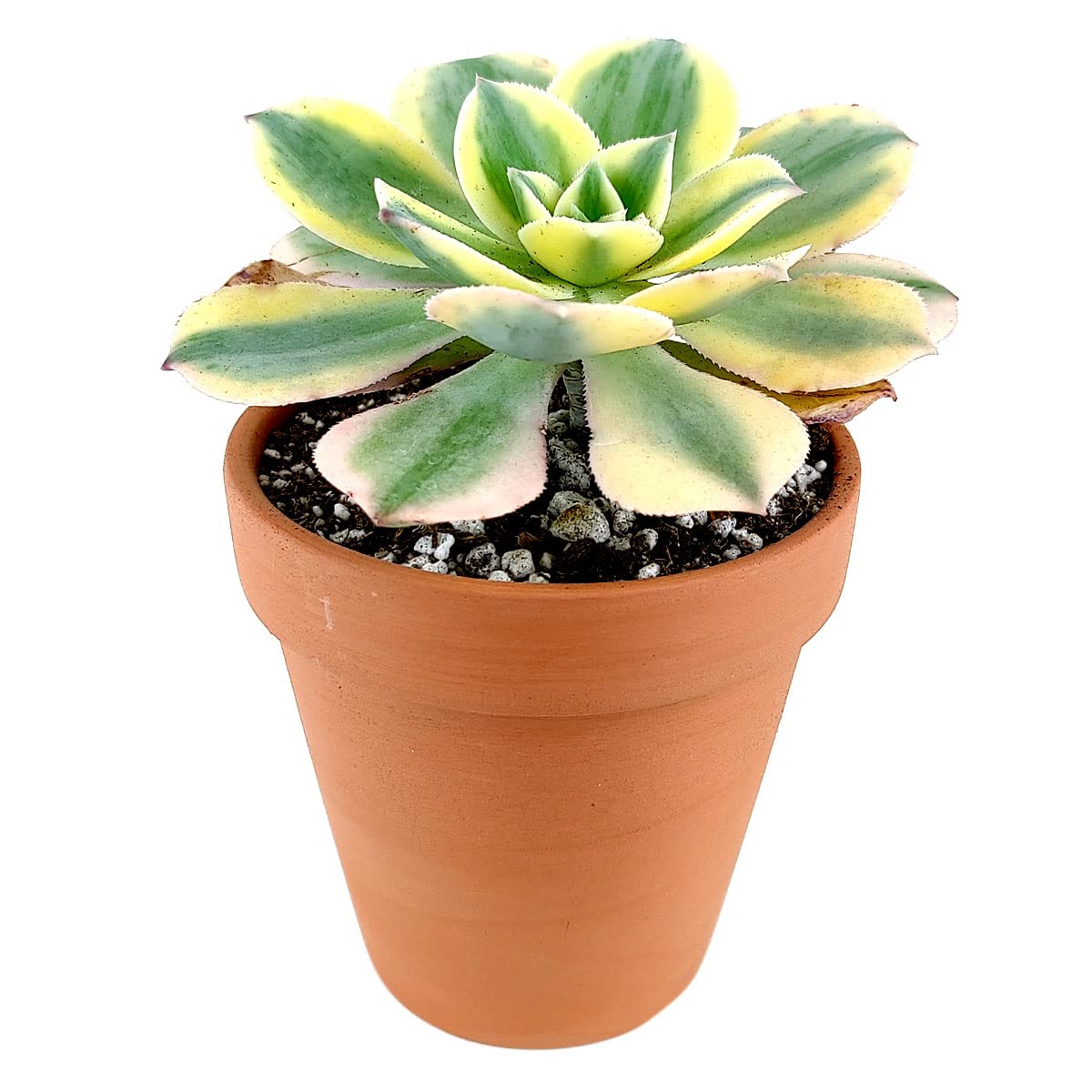 Aeonium Sunburst Copper Pinwheel - Live Succulent Plant, 4 Inch Pot, Variegated Green Yellow Rosette Leaves with Pink Edges, Easy to Care Plant for Home Garden Decor, Plant Gifts (Plastic Pot, 4 Inch)