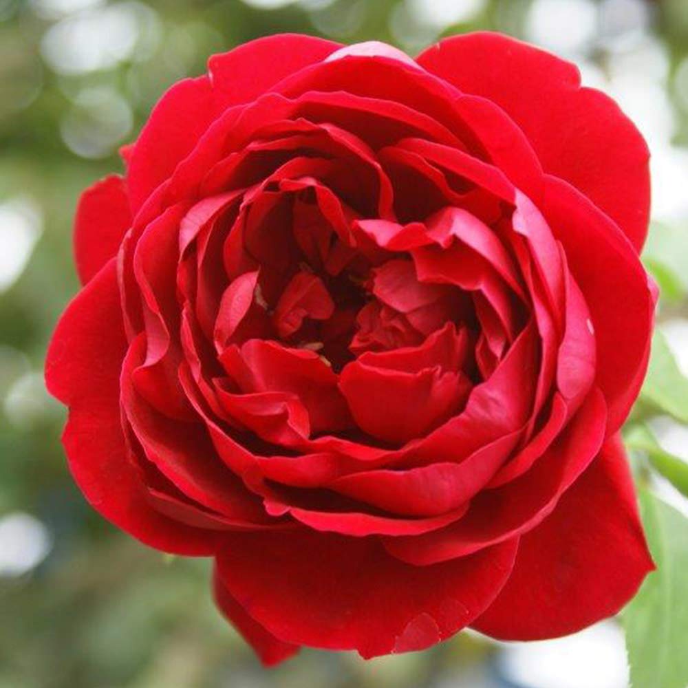 Heirloom Climbing Roses, Live Own Root Plant for Outdoor Garden, Cherry Garland™, Moderately Fragrant, Hardiness Zones 6-9, Continual Blooming