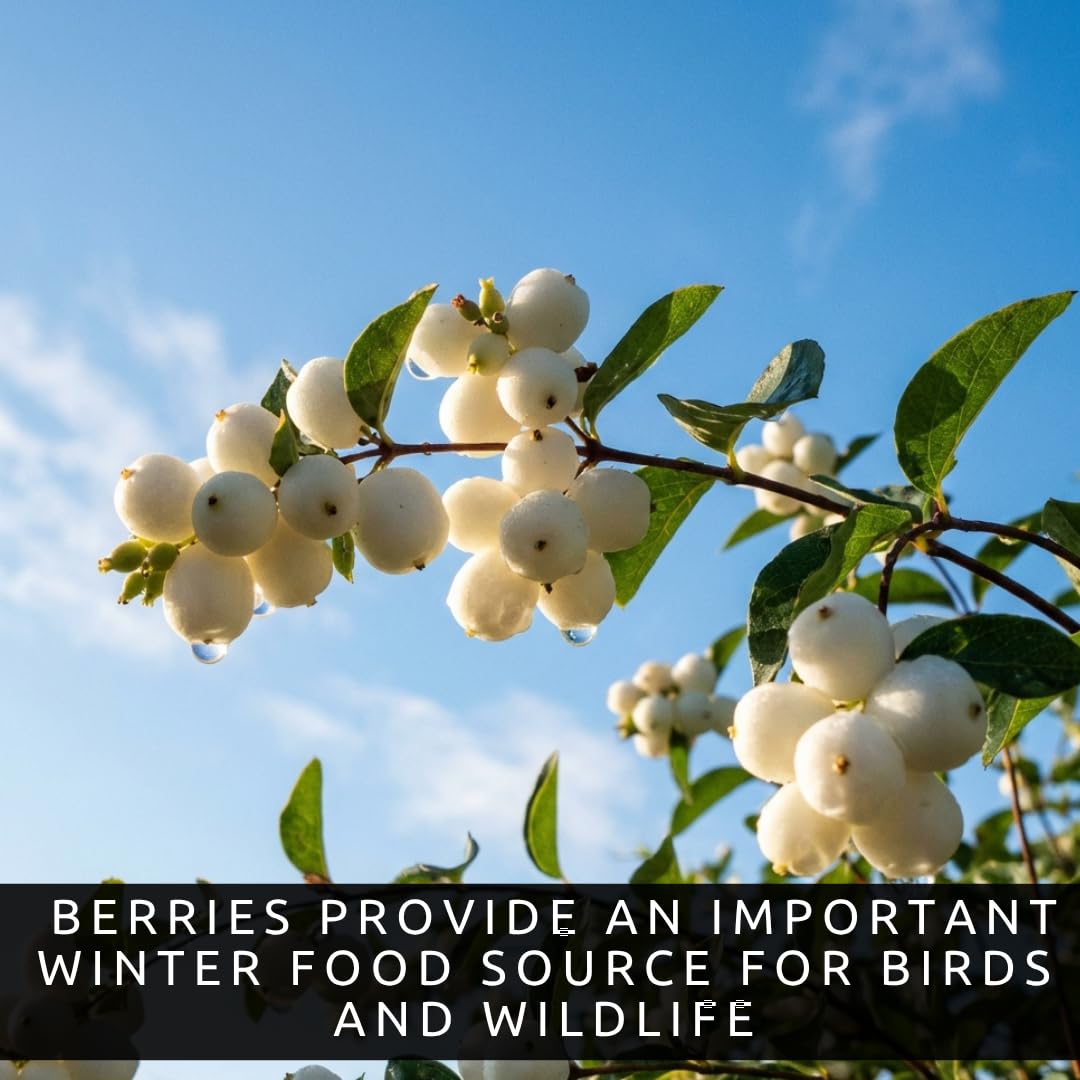 3 Snowberry Plants for Growing – Symphoricarpos Albus – White Berry Shrubs – Hardy Native Landscape Plants for Borders & Wildlife (3 Plants)