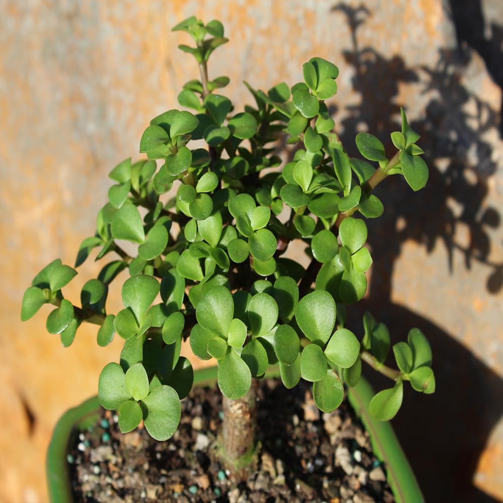 Brussel's Bonsai - Live Dwarf Jade Bonsai Tree in a Grower Bonsai Pot, Indoor Succulent Houseplant, 4 Years Old, 8-12 Inches Tall, Easy Care Plant for Home or Office (Medium, Green)