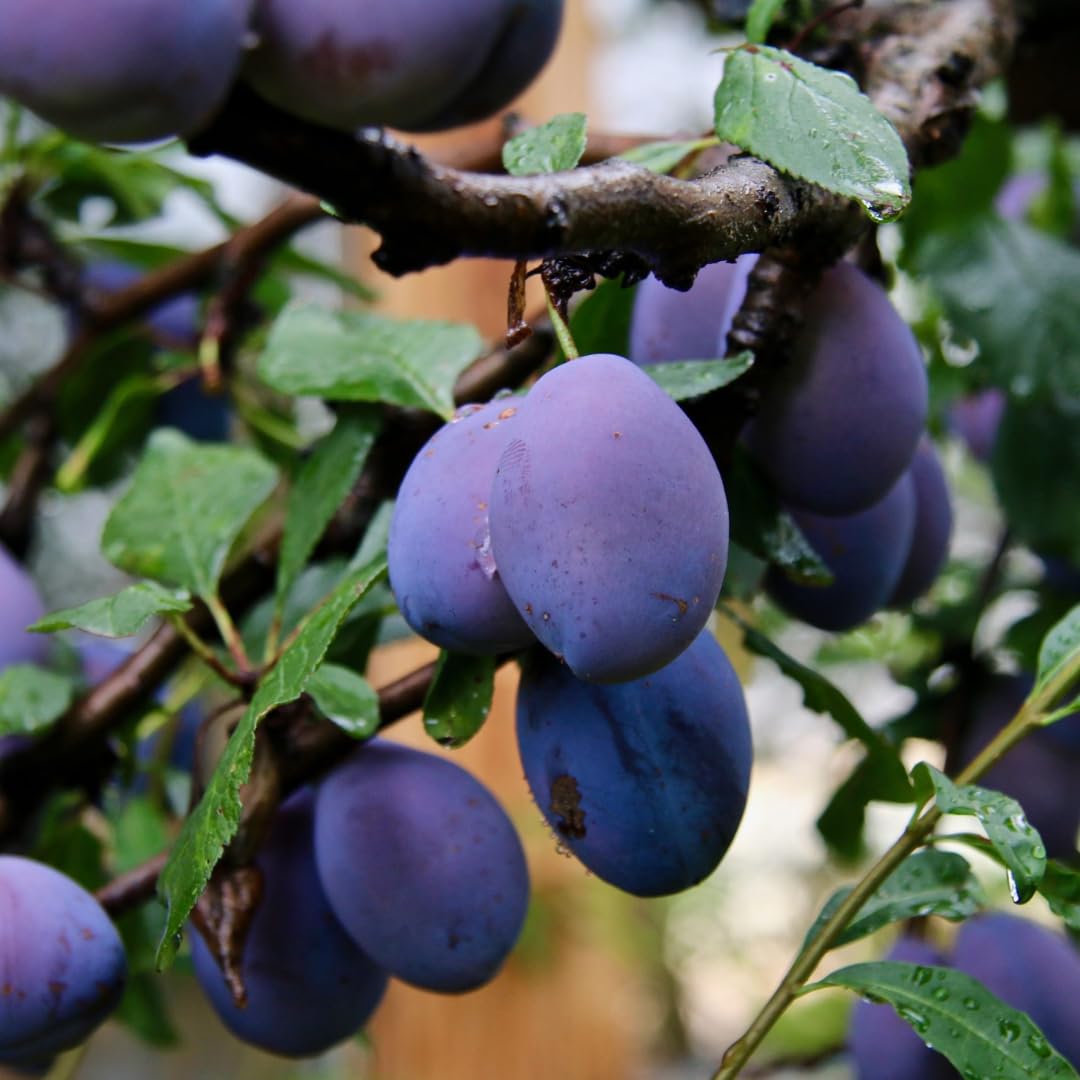 Grafted Plum Tree Live Plant Ready to Bear Fruit, 2-3 Ft Tall in 3 Gallon Pot, No CA, Spring Planting, Fast-Growing and High Yielding (Santa Rosa)