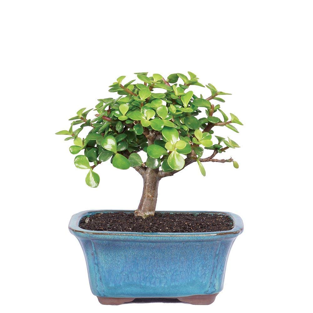 Brussel's Bonsai - Live Dwarf Jade Bonsai Tree in a Ceramic Bonsai Pot, Indoor Succulent Houseplant, 3 Years Old, 5-8 Inches Tall, Easy Care Plant for Home or Office (Small, Green)