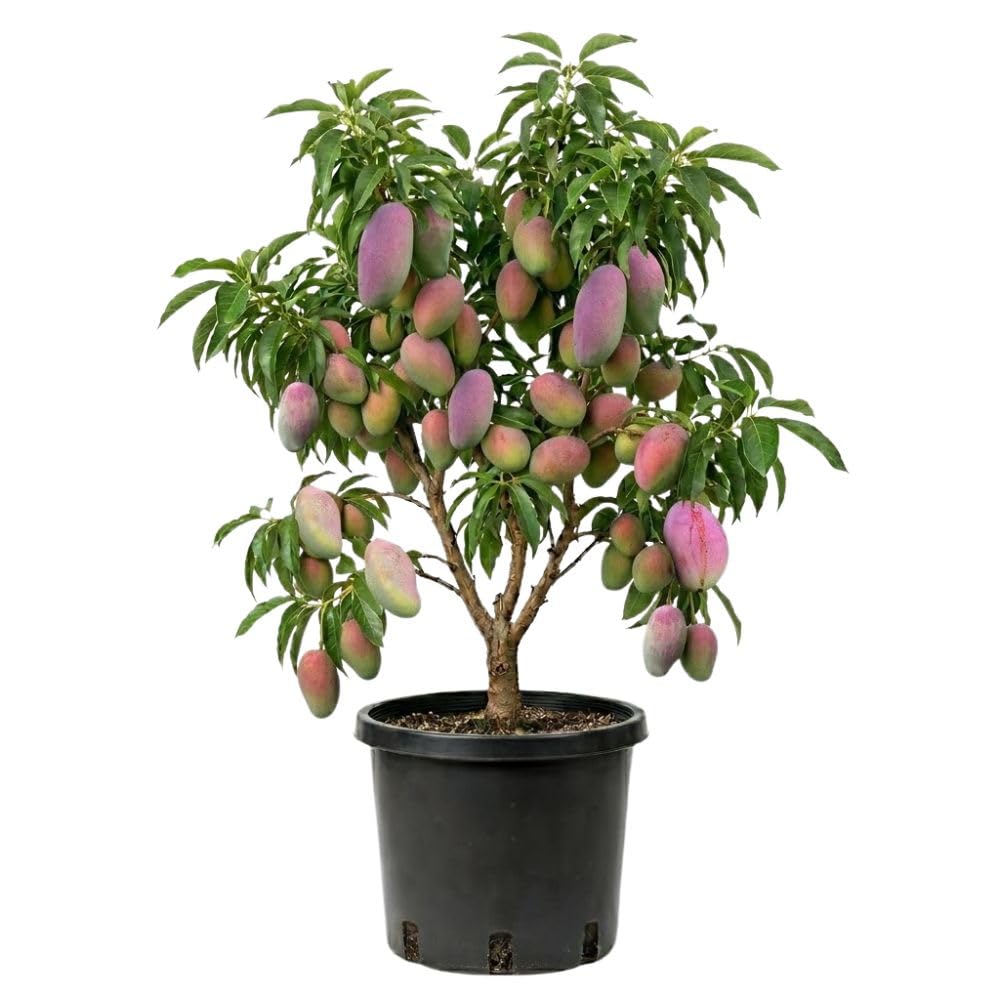 Red Green Mango Plant Live 2-3 ft, Mango Tree 3 Gallon Pot, Fresh Sweet Mango Fruit Plant for Your Garden, No Ship to CA