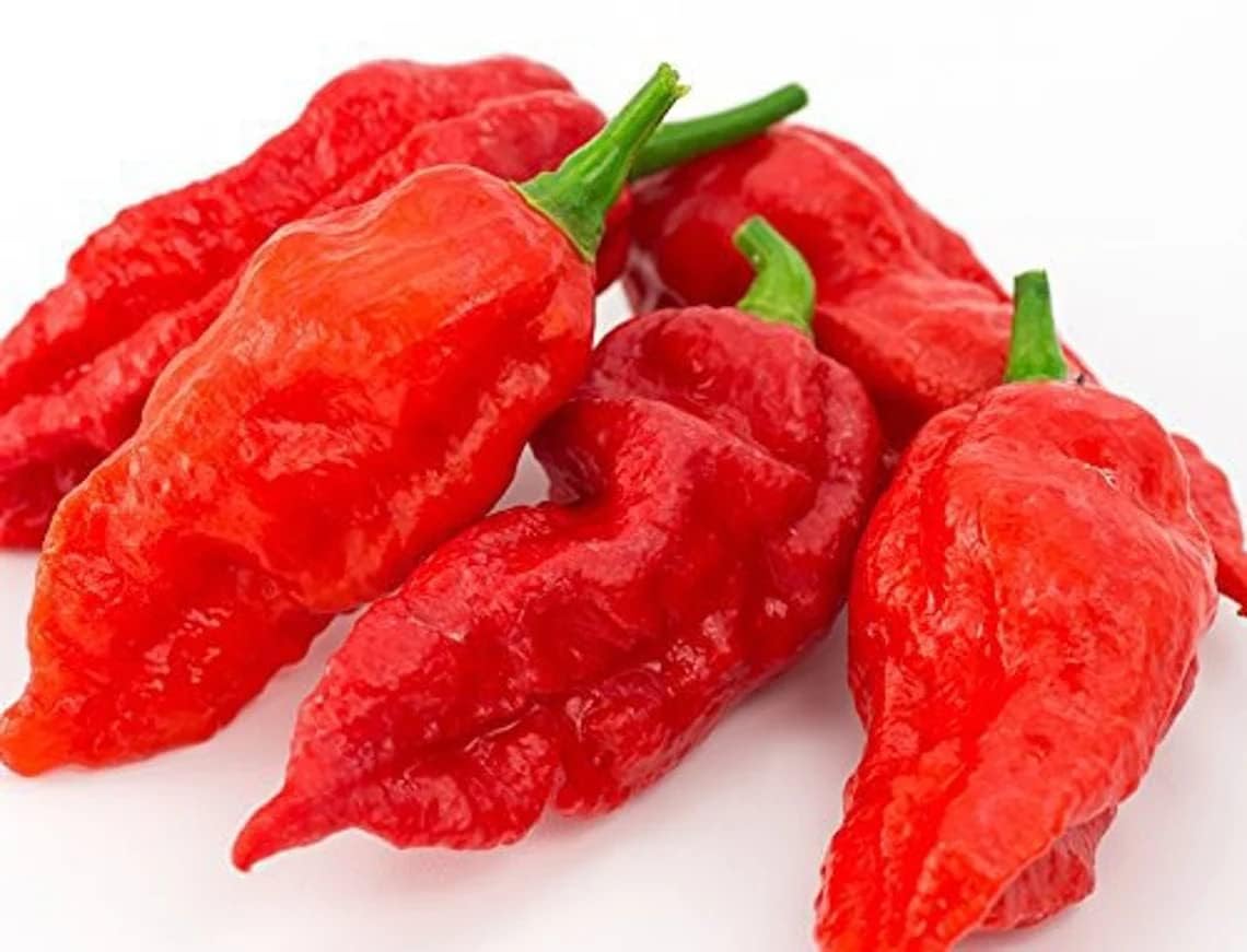 Indian Ghost Pepper Seeds for Planting, High-Heat Chili Seeds for Home Garden, Terrace Planters, Balcony, and Outdoor Cultivation (Pack of 50)