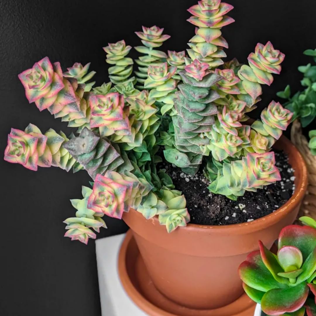 Variegated String of Buttons Live Plants, Easy Indoor Trailing Succulent in 2.5" Pot, Hanging Succulent Houseplant Indoor Outdoor Planting