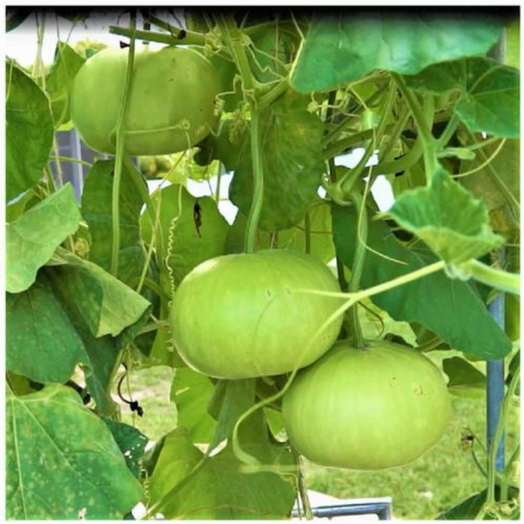 Indian Round Bottle Gourd Seeds for Planting, Easy to Grow Vegetable Seeds for Home Garden, Terrace Gardening, Balcony Planters, and Outdoor Growing (Pack of 25)
