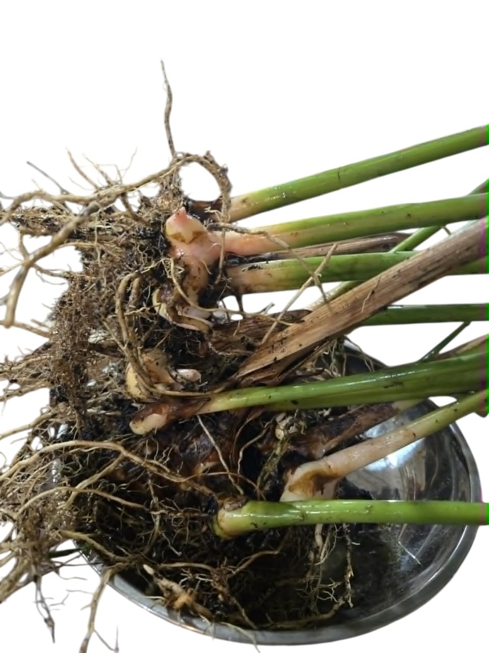 Live Ginger Shampoo Plant Hawaiian Shampoo Ginger Awapuhi Zingiber Zerumbet Red Lily Gingers Roots with Stems, 5-8 Inch Tall